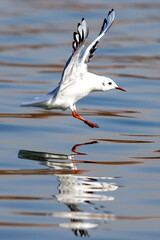 White-winged seagulls flying over the waters of the sea and the oceans. Acuatic birds