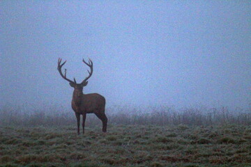 A large adult male European deer with large antlers in the predawn fog. A unique image of a wild animal.
