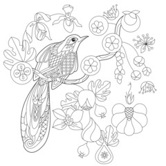 Contour linear illustration for coloring book with paradise bird in flowers. Tropic bird, anti stress picture. Line art design for adult or kids in zen-tangle style, tattoo and coloring page.