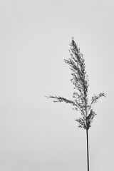 Closeup on the top of a common reed (Phragmites australis) plant, winter sunny day. Black and white image of dry reed outdoor layer,  isolated.          