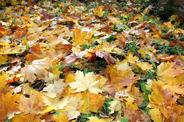 Beautiful composition of bright colorful autumn leaves. foliage on a natural background