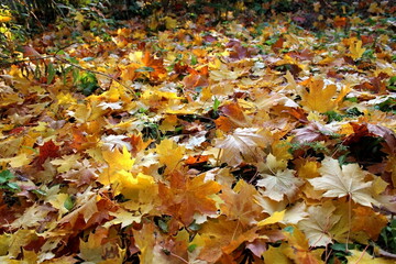 Beautiful composition of bright colorful autumn leaves. foliage on a natural background