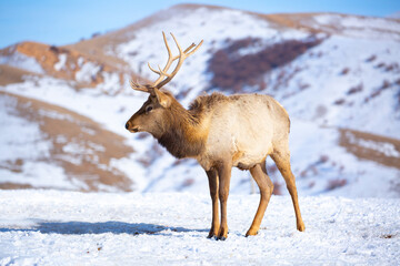 Deer in the snow in the natural streak of the nature reserve in the mountains. The symbol of the...