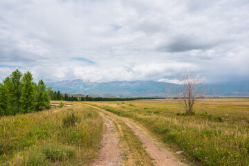 Dramatic landscape with old road along forest through sunlit steppe to somber large mountains in low clouds during rain. Old dry tree near dirt road with view to mountain range in changeable weather.