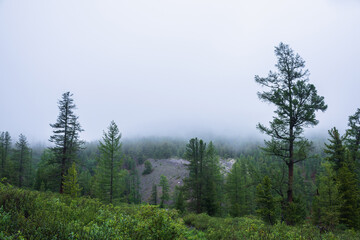 Atmospheric forest landscape with coniferous trees in low clouds in rainy weather. Bleak dense fog in dark forest under gray cloudy sky in rain. Mysterious scenery with coniferous forest in thick fog.
