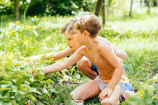 Two boys harvest and eat wild strawberries in the summer at the domestic garden in the village outdoor.