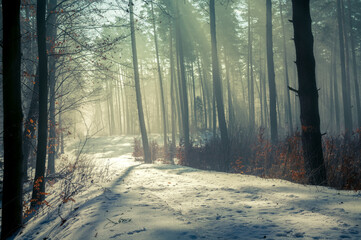 Mgła w zimowym lesie © Zbigniew