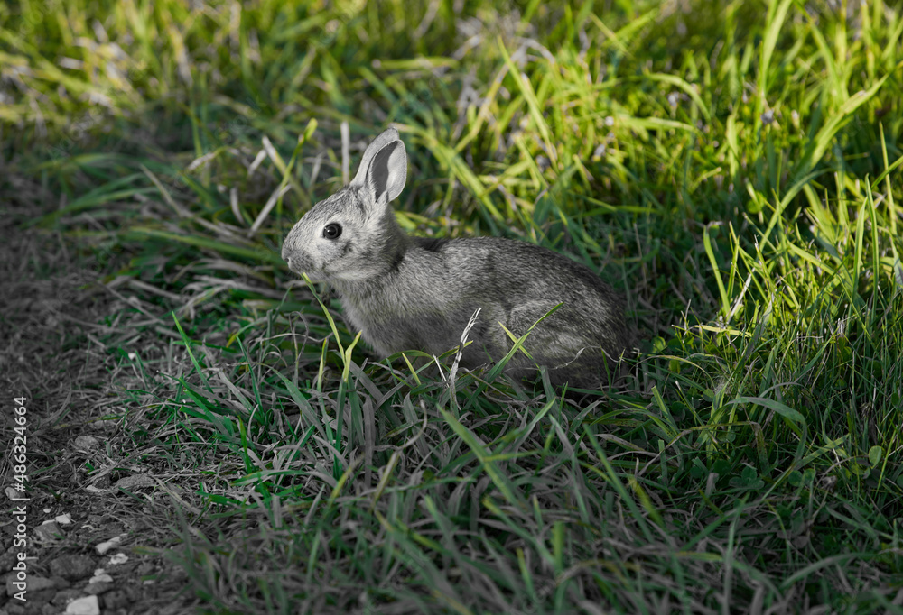 Wall mural Rabbit sitting in the grass side profile - Wall murals