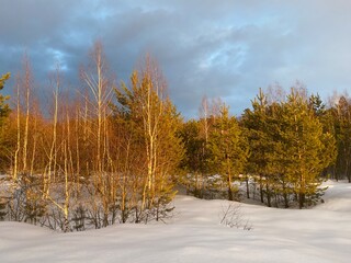 End of winter. The forest is illuminated by the warm rays of the evening sun.