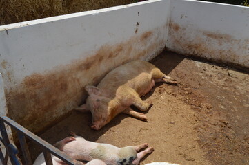  pigs in farm yard resting on the ground