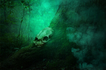 Skull in green smoke on the root of mossy tree. Shamanic ritual in the woods