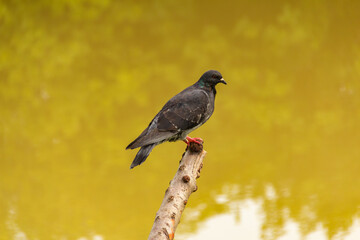 Um pombo empoleirado em um galho com água de um lago, turva ao fundo.