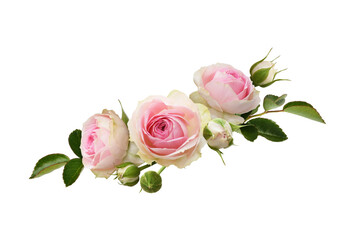 Pink rose flowers and buds with green leaves in a floral arrangement isolated - obrazy, fototapety, plakaty