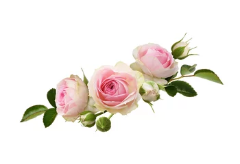Foto op Plexiglas Pink rose flowers and buds with green leaves in a floral arrangement isolated © Ortis