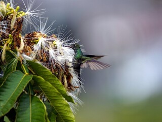 Glittering-throated Emeralds (Amazilia fimbriata) Trochilidae family. Amazon, Brazil.