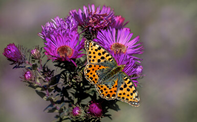 Flora and fauna of the south of Ukraine