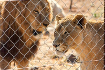 Africa do Sul - Safari - Lioness