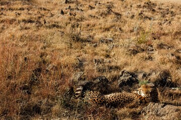 Africa do Sul - Safari - Jaguar