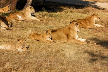 Africa do Sul - Safari - Lioness