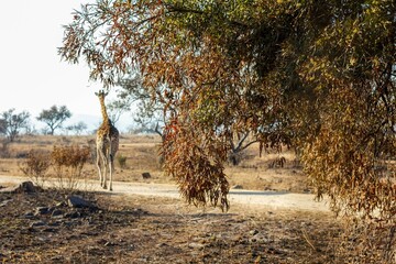 Africa do Sul - Safari - Giraffe 