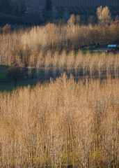 Foto scattata dal belvedere di Trisobbio (AL) a un faggeto.