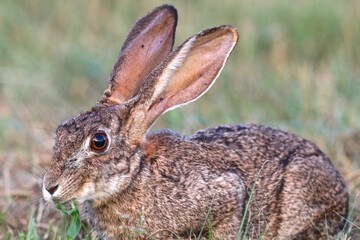 Naklejka na ściany i meble Scrub Hare, Kruger National Park