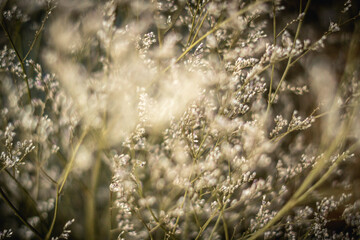 Contrast brown grey light. Abstract real nature photo background. Macro meadow field grass flower wheat herb. Seasons autumn winter spring summer tone stock collection. Blur vintage effect minimalism