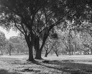 Beautiful black and white color nature at morning with sun in big city park