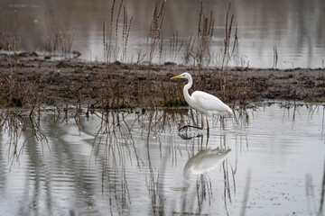 Great Egret (Ardea alba) or Great White Egret in grey water with mud behind