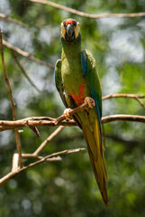 Argentina, colourful parrots in the National Park of Iguazu
