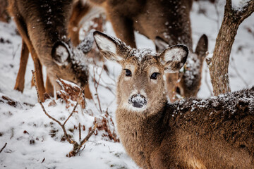 Snow Deer