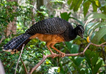 Argentina, in the National Park of Iguazu, a Bare-faced Curassow (Crax fasciolata) with an organge chest.