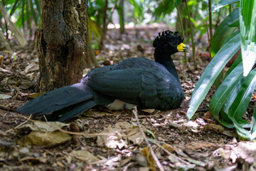 Argentina, in the National Park of Iguazu, a Bare-faced Curassow (Crax fasciolata)