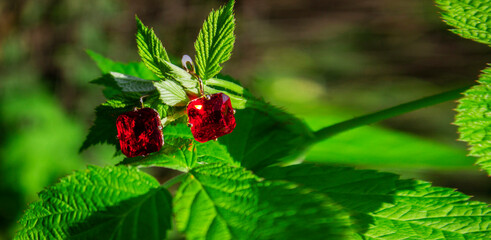 Closeup of pair of beautiful earrings on green leaves background