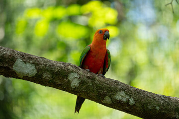 Argentina, colourful parrots in the National Park of Iguazu