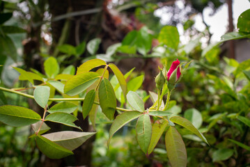 rose flower and leaves in the park