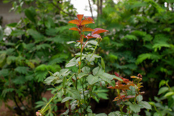 leaves rose flowers in garden