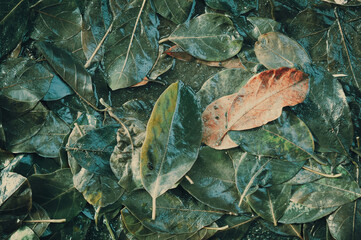 Abstract background. Leaves piled up in a stream.