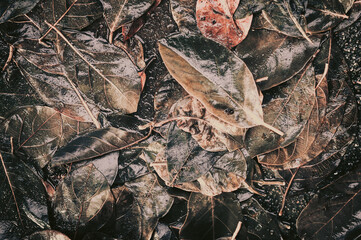 Abstract background. Leaves piled up in a stream.