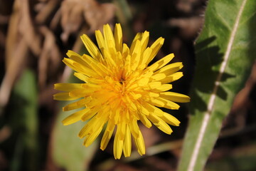 yellow dandelion flower