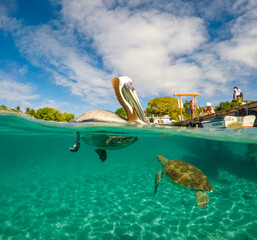 Pelican Views around the caribbean isalnd of Curacao
