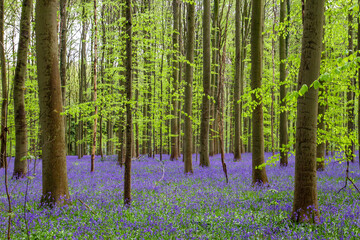 Footpath in springtime forest with blossoming bluebells purple flowers carpet