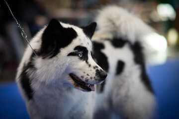 Yakutian Laika Dog in dog show 