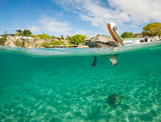 Pelican Views around the caribbean isalnd of Curacao