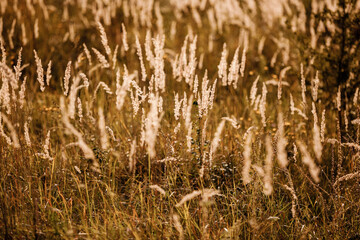 Obraz premium field gold grass in the sunlight. beautiful background. happy wallpaper. soft focus. Brown and gray grass in sunset warm light and lens flare