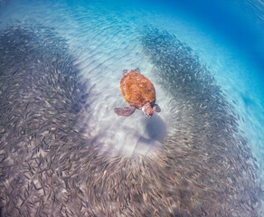  Underwater Views around the Caribbean island of Curacao