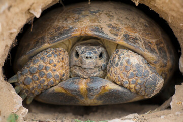 Fototapeta premium Central Asian steppe turtle in the Ili river valley