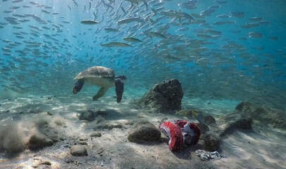  Underwater Views around the Caribbean island of Curacao