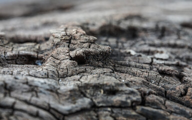 Wood texture. Surface of teak wood background for design and decoration