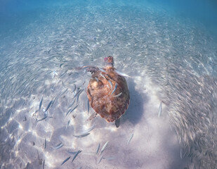  Underwater Views around the Caribbean island of Curacao